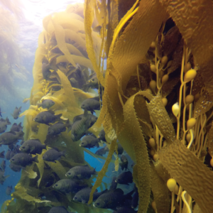 A school of black perch swims through golden kelp in the Channel Islands