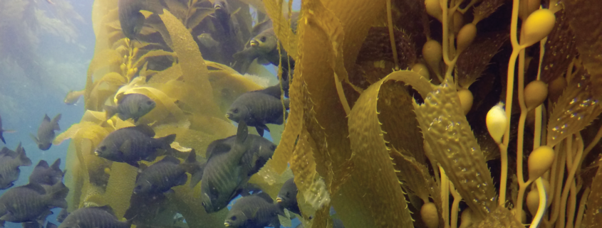 A school of black perch swims through golden kelp in the Channel Islands