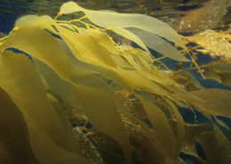 Pale yellow strands of kelp reflect off the lower surface of the dark water