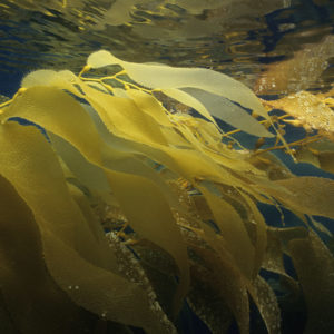Pale yellow strands of kelp reflect off the lower surface of the dark water