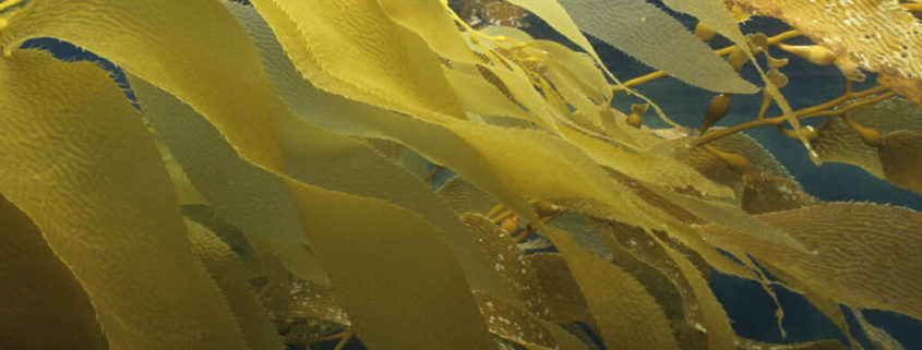 Pale yellow strands of kelp reflect off the lower surface of the dark water