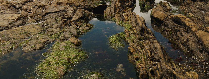 Rocky tide pools reflect the gray sky above