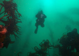 Image of a diver ascending through a kelp forest