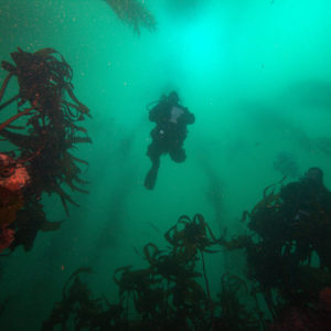 Image of a diver ascending through a kelp forest