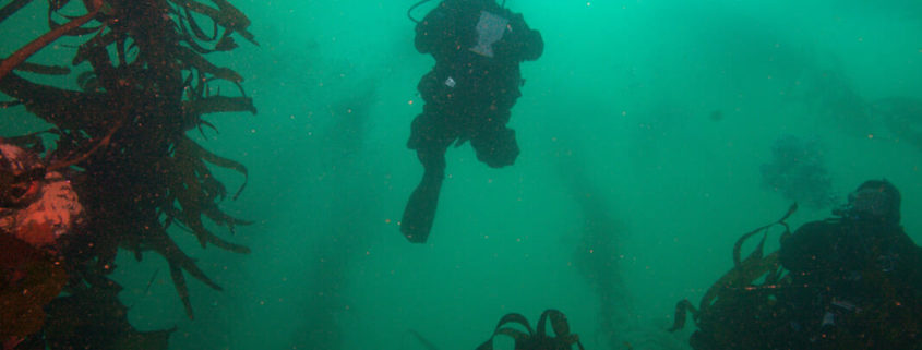 Image of a diver ascending through a kelp forest