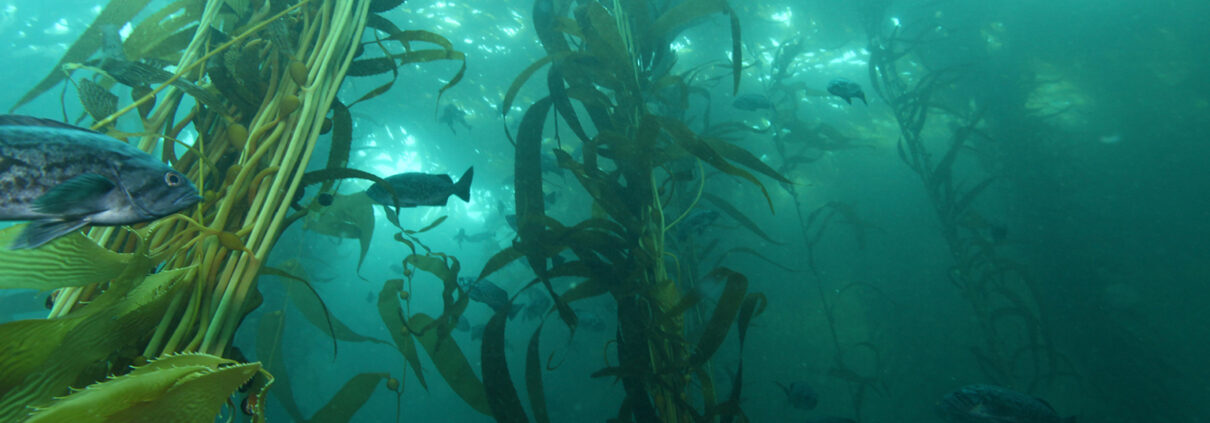 Fish swim through a murky kelp forest with shafts of sunlight coming through the water above