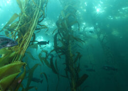 Fish swim through a murky kelp forest with shafts of sunlight coming through the water above