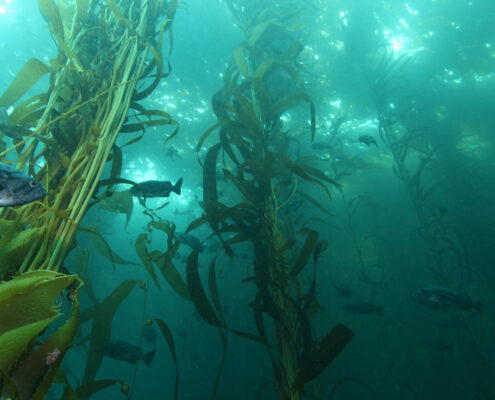 Fish swim through a murky kelp forest with shafts of sunlight coming through the water above