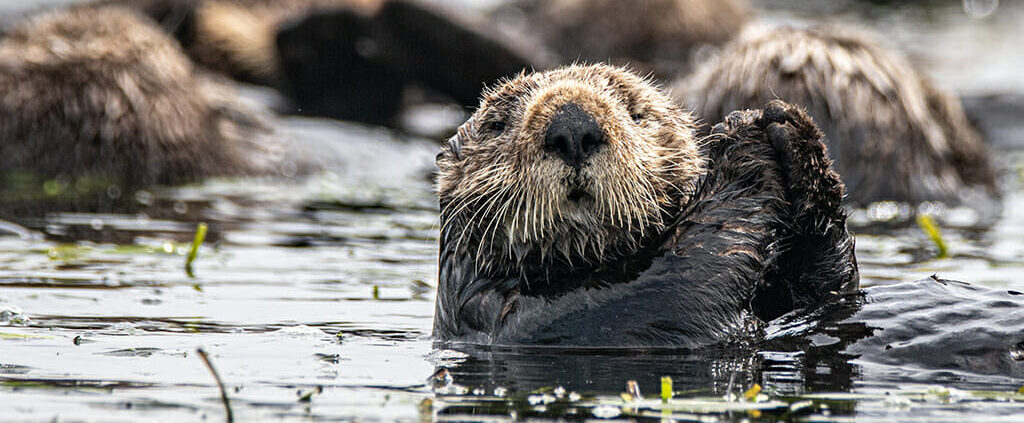 A group of sea otters float in Elkhorn Slough