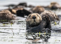 A group of sea otters float in Elkhorn Slough