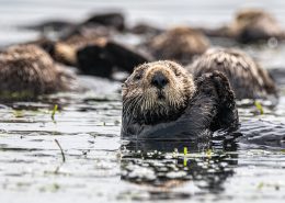 Sea otters floating amidst the kelp in Elkhorn Slough. One faces the camera with its paws raised.