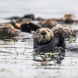 Sea otters floating amidst the kelp in Elkhorn Slough. One faces the camera with its paws raised.