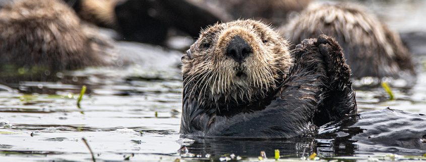 Sea otters floating amidst the kelp in Elkhorn Slough. One faces the camera with its paws raised.