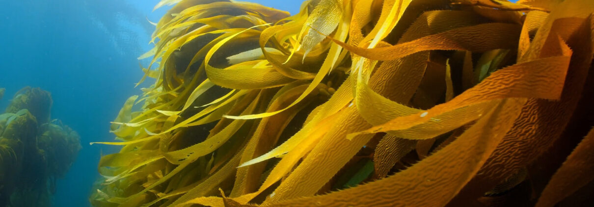 Gold-colored seaweed fronds waving against a bright blue background