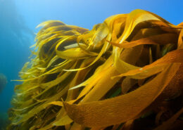 Gold-colored seaweed fronds waving against a bright blue background