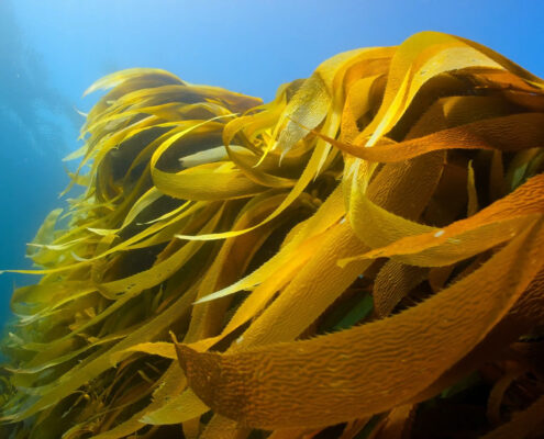 Gold-colored seaweed fronds waving against a bright blue background