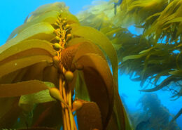 Kelp rises up into a bright blue sea. Other fronds are visible in the background, as are several small fish.
