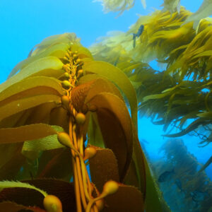 Kelp rises up into a bright blue sea. Other fronds are visible in the background, as are several small fish.