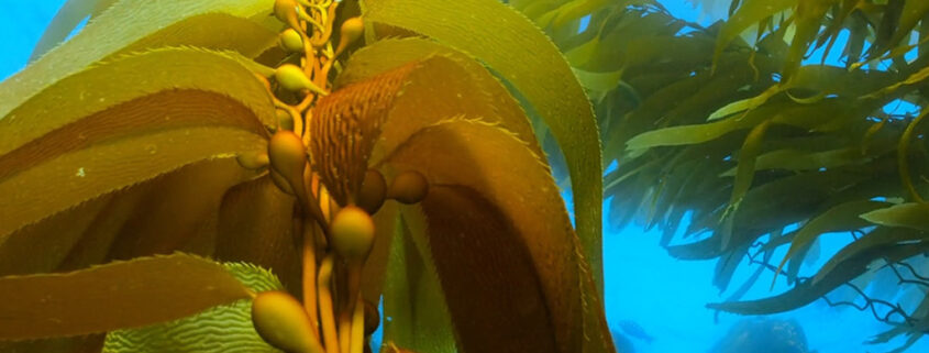 Kelp rises up into a bright blue sea. Other fronds are visible in the background, as are several small fish.