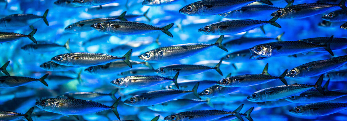 A school of closely-packed sardines swim past, bathed in bright blue light