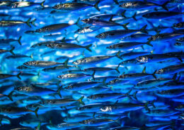 A school of closely-packed sardines swim past, bathed in bright blue light