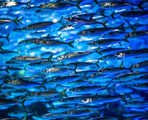 A school of closely-packed sardines swim past, bathed in bright blue light