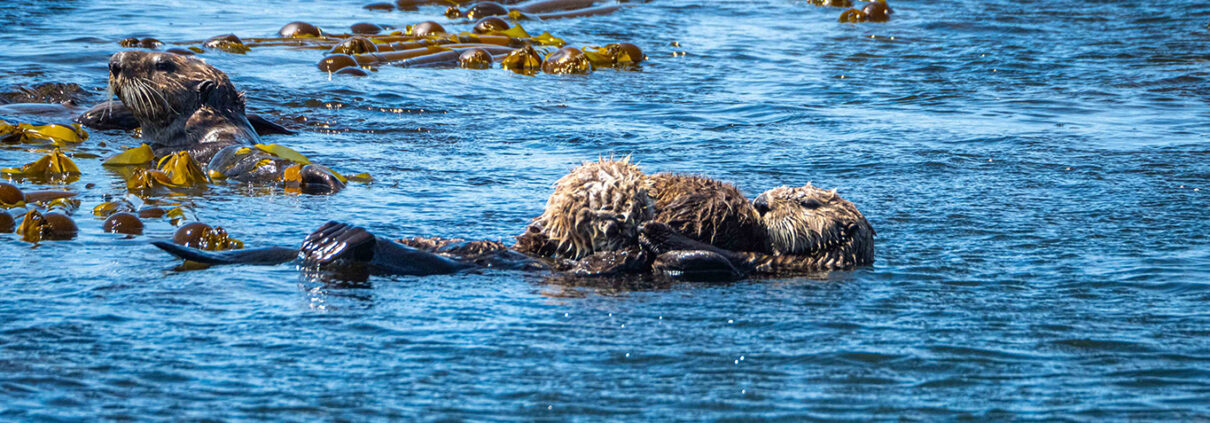 Photograph of two sea otters floating among the kelp in bright blue waters