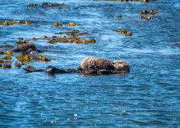 Photograph of two sea otters floating among the kelp in bright blue waters