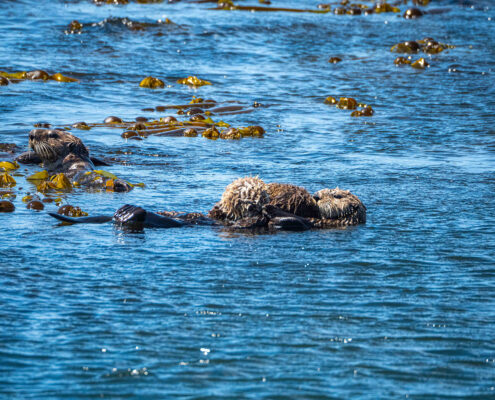 Photograph of two sea otters floating among the kelp in bright blue waters