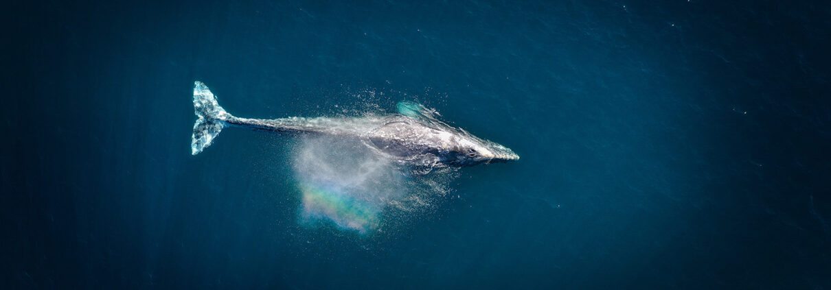 Aerial photograph of a whale surrounded by deep water. A small spray refracts the light above it into a faint rainbow.