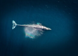 Aerial photograph of a whale surrounded by deep water. A small spray refracts the light above it into a faint rainbow.