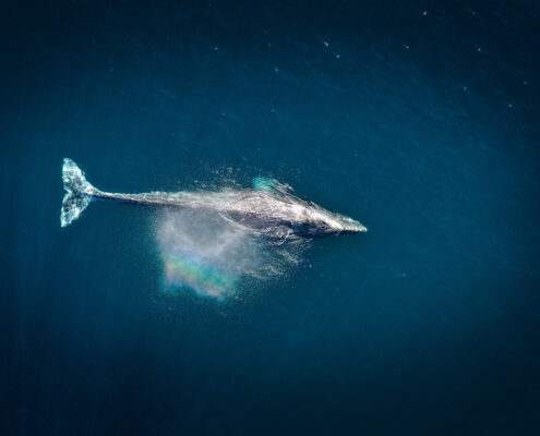 Aerial photograph of a whale surrounded by deep water. A small spray refracts the light above it into a faint rainbow.