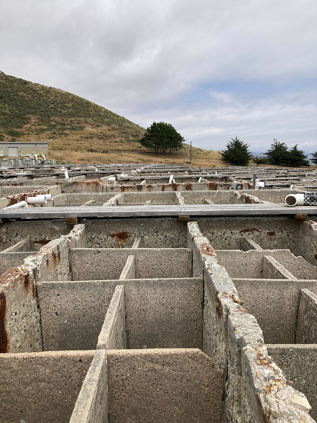 A photo overlooking the remaining gray infrastructure from the closed abalone farm. Gray concrete divisions lead away from the viewer towards a large hill in the background.