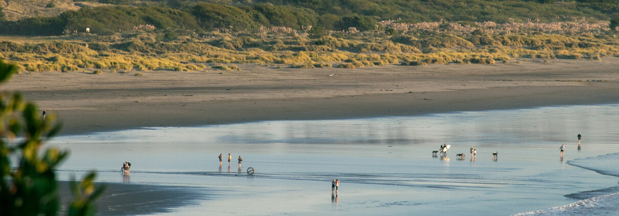 Photograph of the late afternoon beach in Humboldt Bay. The sky is reflected on the wet sand, and dense trees are visible in the background. People dot the beach with their dogs, surfboards, and toys.