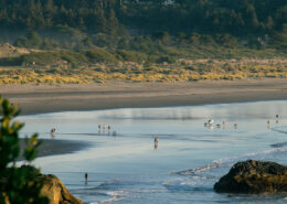 Photograph of the late afternoon beach in Humboldt Bay. The sky is reflected on the wet sand, and dense trees are visible in the background. People dot the beach with their dogs, surfboards, and toys.