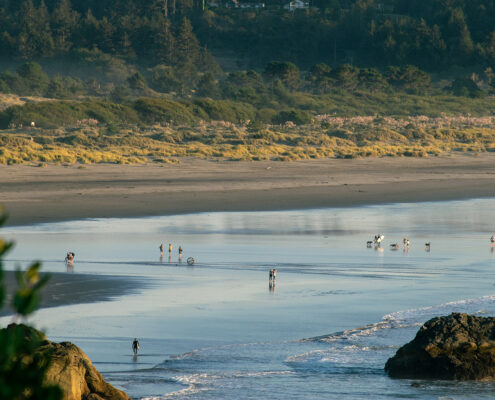 Photograph of the late afternoon beach in Humboldt Bay. The sky is reflected on the wet sand, and dense trees are visible in the background. People dot the beach with their dogs, surfboards, and toys.