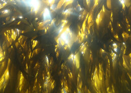 Sunlight filters through golden kelp as shafts of white light.