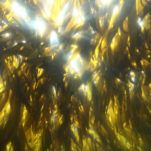 Sunlight filters through golden kelp as shafts of white light.