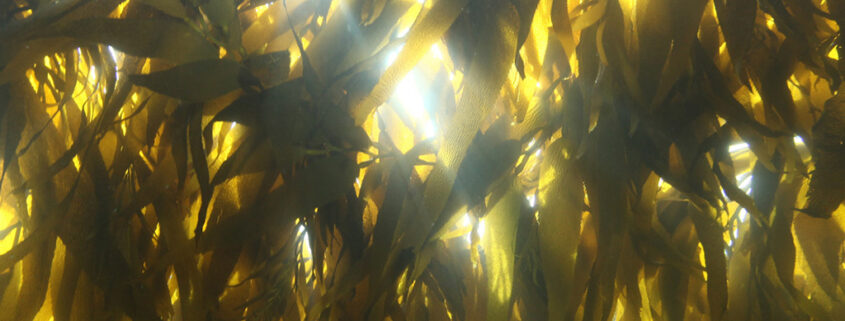 Sunlight filters through golden kelp as shafts of white light.