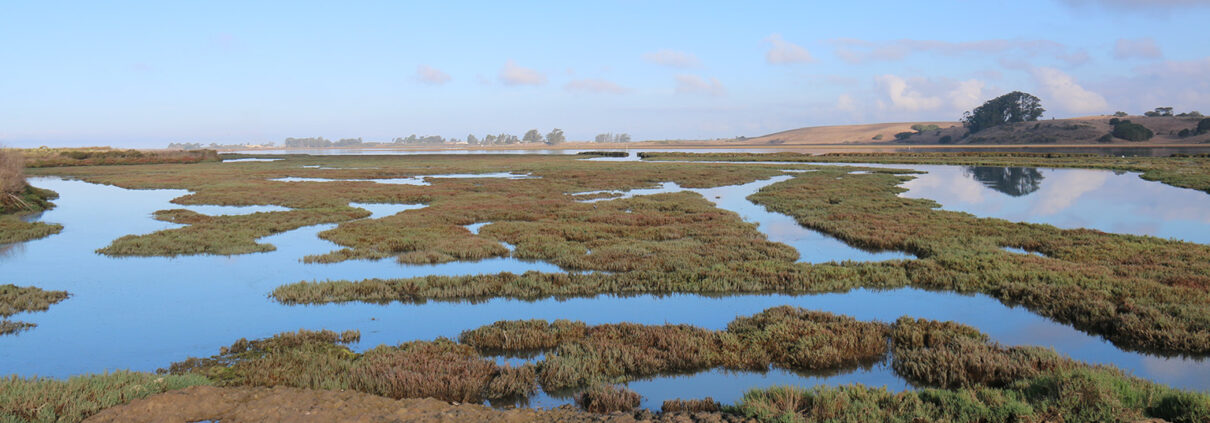 Photograph of Elkhorn Slough wetlands on a clear day. The blue sky reflects off the water, and low hills are visible in the background.