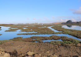 Photograph of Elkhorn Slough wetlands on a clear day. The blue sky reflects off the water, and low hills are visible in the background.