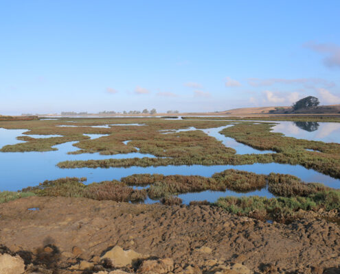 Photograph of Elkhorn Slough wetlands on a clear day. The blue sky reflects off the water, and low hills are visible in the background.