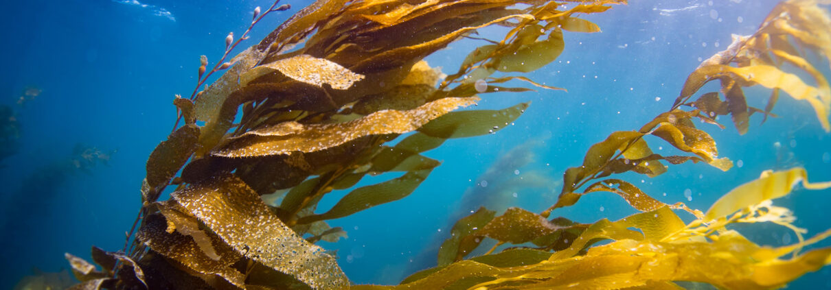 Photograph of golden kelp flowing under blue water.