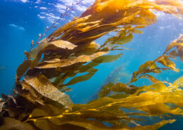 Photograph of golden kelp flowing under blue water.