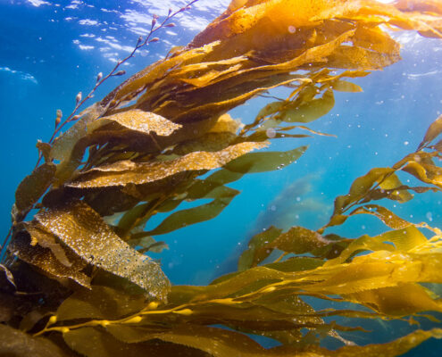 Photograph of golden kelp flowing under blue water.