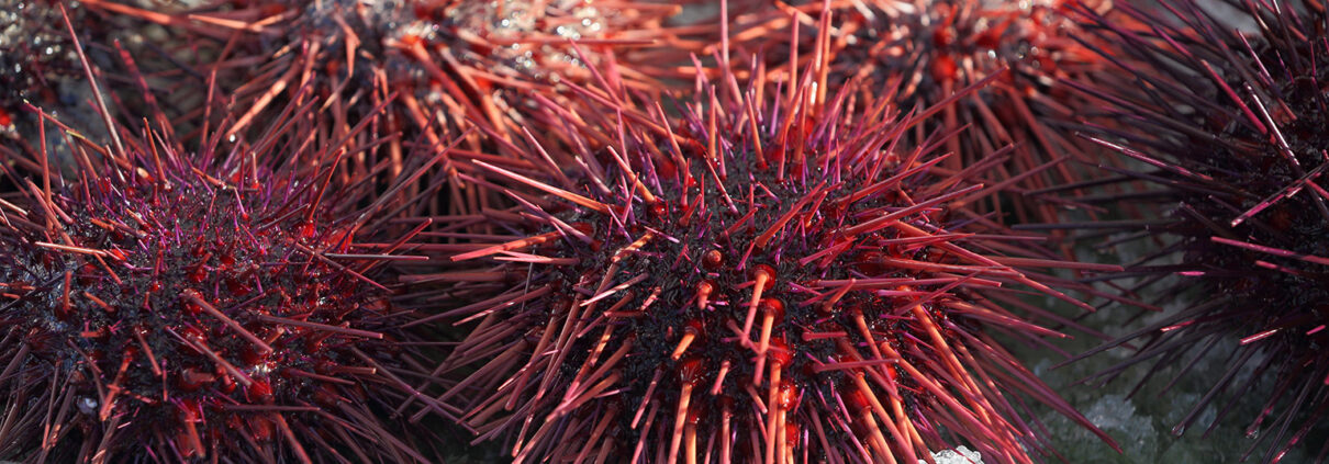 A bucket full of Pacific Red Sea Urchins