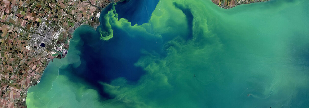 A bright green algal bloom in Lake Erie as seen in a satellite image