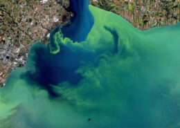 A bright green algal bloom in Lake Erie as seen in a satellite image