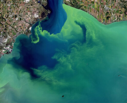 A bright green algal bloom in Lake Erie as seen in a satellite image