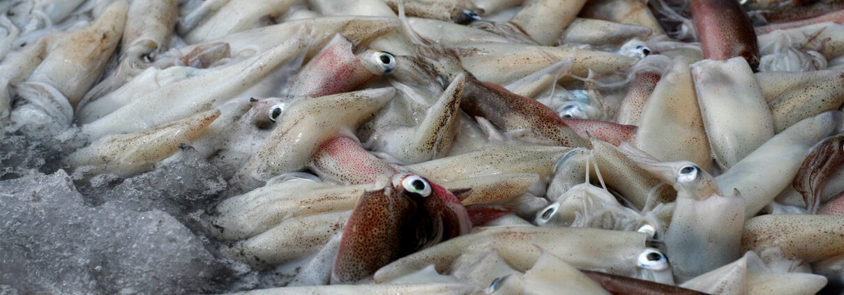 A large catch of squid